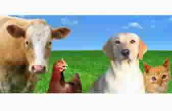 Vipdog Alimentos - Foto 1