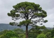 previsão do tempo Araucária