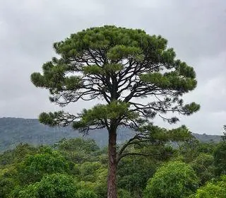 previsão do tempo Araucária