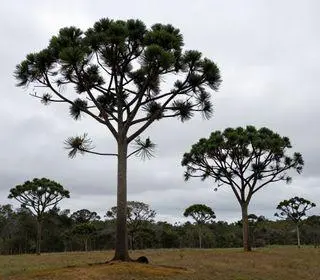 previsão do tempo em Araucária