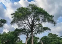 previsão do tempo em Araucária