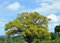 duplicação de rodovias em Araucária