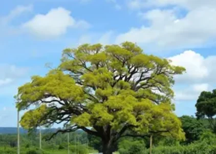 Últimas noticias de Araucária