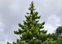 previsão do tempo em Araucária