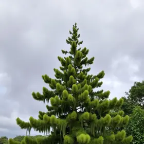previsão do tempo em Araucária