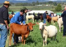 Unioeste e Seti no Show Rural
