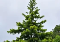 previsão do tempo Araucária