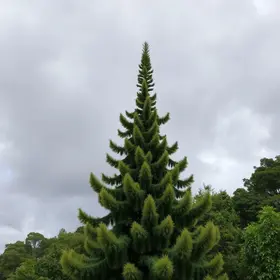 Araucária