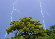 trovões e raios