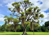 Araucária na Segundona Sanepar