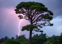 Araucária previsão do tempo