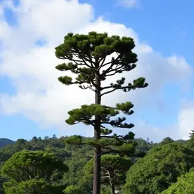 Araucária deve ter um dia com tempo agradável