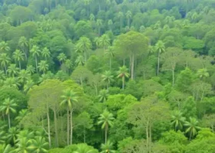 Últimas noticias de Araucária