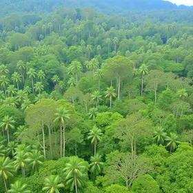 reconstrução da floresta de araucária