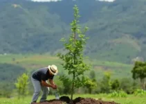 mudas de Araucária