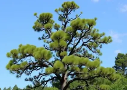 Últimas noticias de Araucária