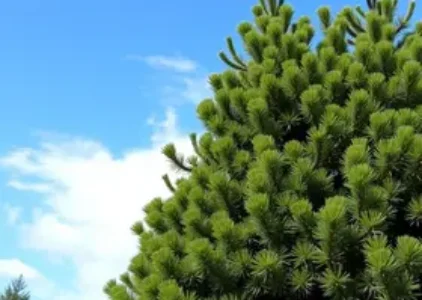 Últimas noticias de Araucária
