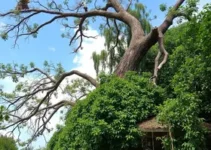 cai sobre uma casa em Curitiba