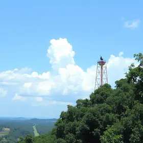 Araucária SAF