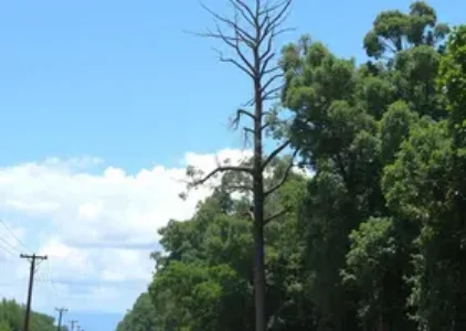 Últimas noticias de Araucária