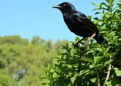 Últimas noticias de Araucária
