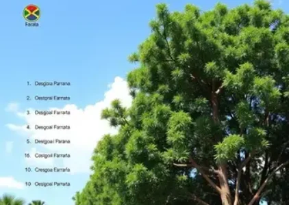 Últimas noticias de Araucária